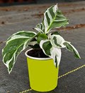 2" Custom Asst: Calathea White Fusion